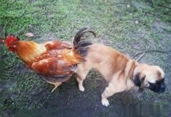 鸡飞狗跳 在线观看,在线观看喜剧盛宴